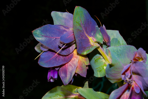 Flower of cerinthe major plant close-up photo