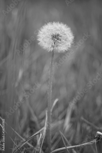 Fluffy dandelion growing in the spring garden. Black and white photo