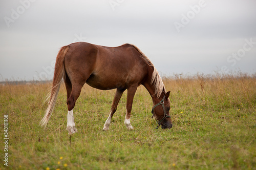 horse in field