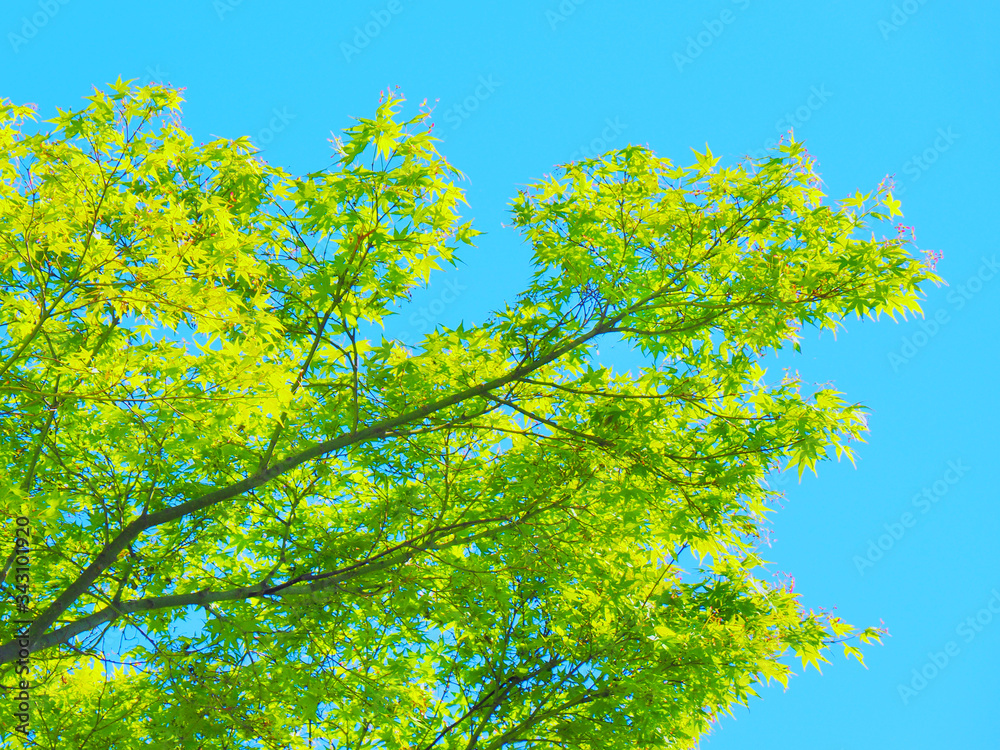 パステル調の若葉をつけた枝と青空 パステル調の若葉をつけた枝と青空