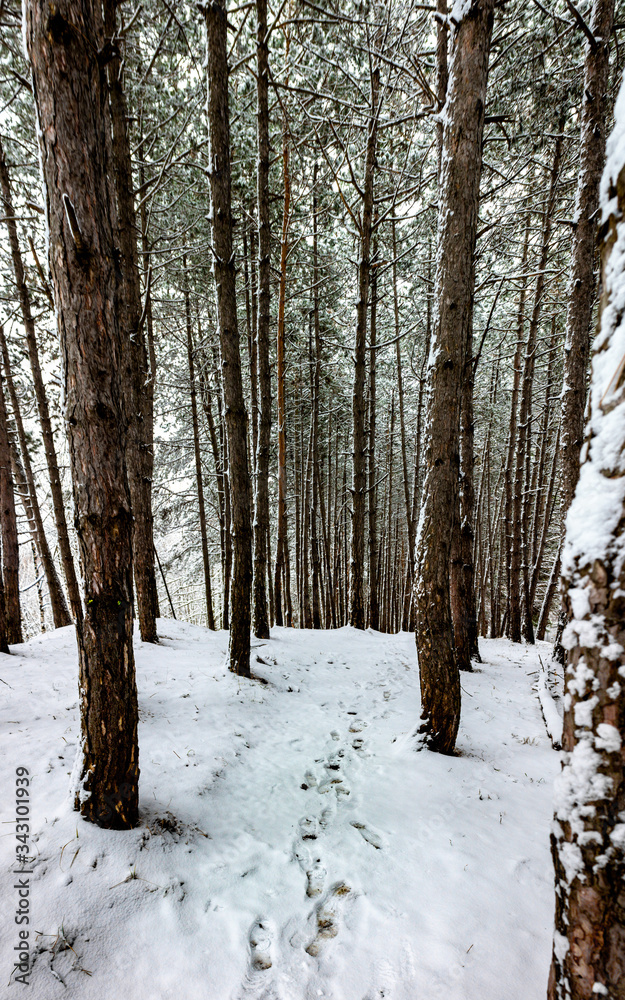 Fototapeta premium The first snow in the forest among fir trees and deciduous trees. Winter snow on the nature.