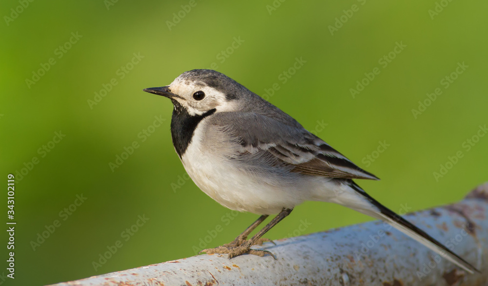 White wagtail, Motacilla alba. Spring sunny morning. Adult bird sits on a metal structure White wagtail, Motacilla alba. Spring sunny morning. Adult bird sits on a metal structure