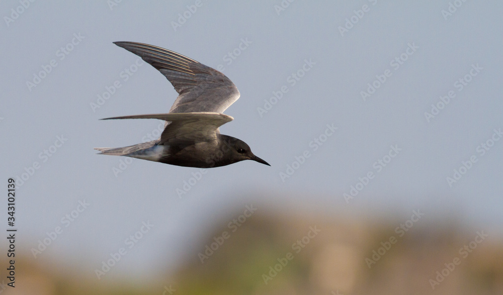 Black tern, Chlidonias niger. Bird in flight against the sky Black tern, Chlidonias niger. Bird in flight against the sky
