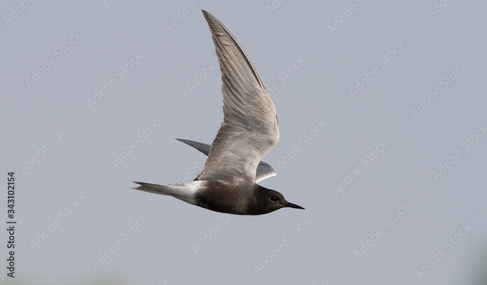 Obraz premium Black tern, Chlidonias niger. Bird in flight against the sky