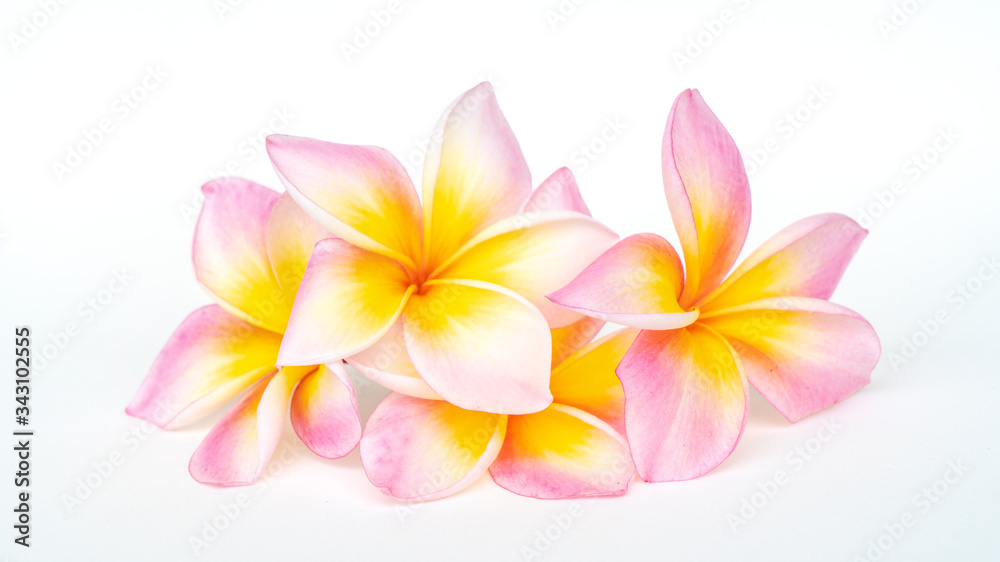 Plumeria flowers isolated on white background.