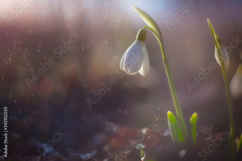 Landscape with a lonely snowdrop flower at sunset
