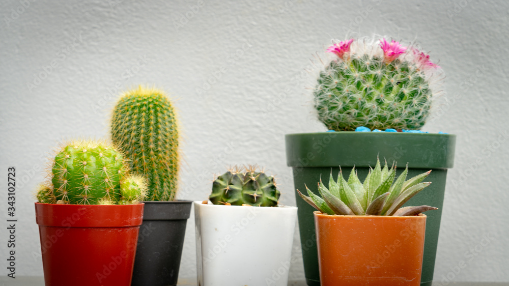 Cactus group on texture white wall. Cactus group on texture white wall.