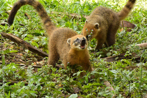 ハナグマ イグアスの滝にて アルゼンチンの野生の動物 Coati At The Iguazu Falls In Argentin Stock 写真 Adobe Stock ハナグマ イグアスの滝にて アルゼンチンの野生の動物 Coati At The Iguazu Falls In Argentin Stock 写真 Adobe Stock