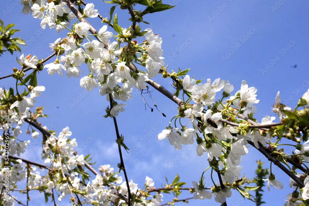 time is spring, fruit trees are blooming cherry, cherry and pear with apples photos of flowers of these trees. the beauty of nature its perfection and abundance time is spring, fruit trees are blooming cherry, cherry and pear with apples photos of flowers of these trees. the beauty of nature its perfection and abundance