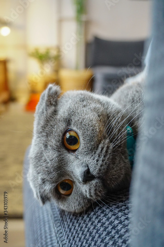 Cute scottish fold cat portrait close up view looking at camera