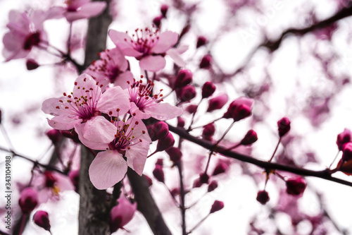 Spring flowers blossom close up view