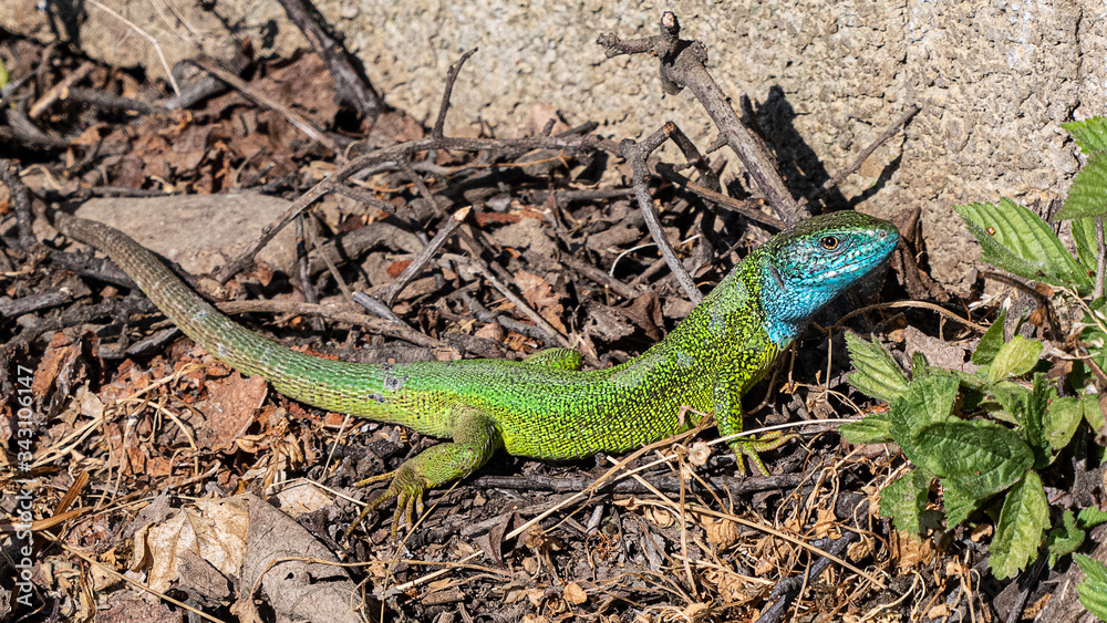 Smaragdeidechse/ Emerald Lizard Smaragdeidechse/ Emerald Lizard