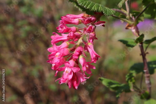 Blutjohannisbeere, Strauch, Hecke photo