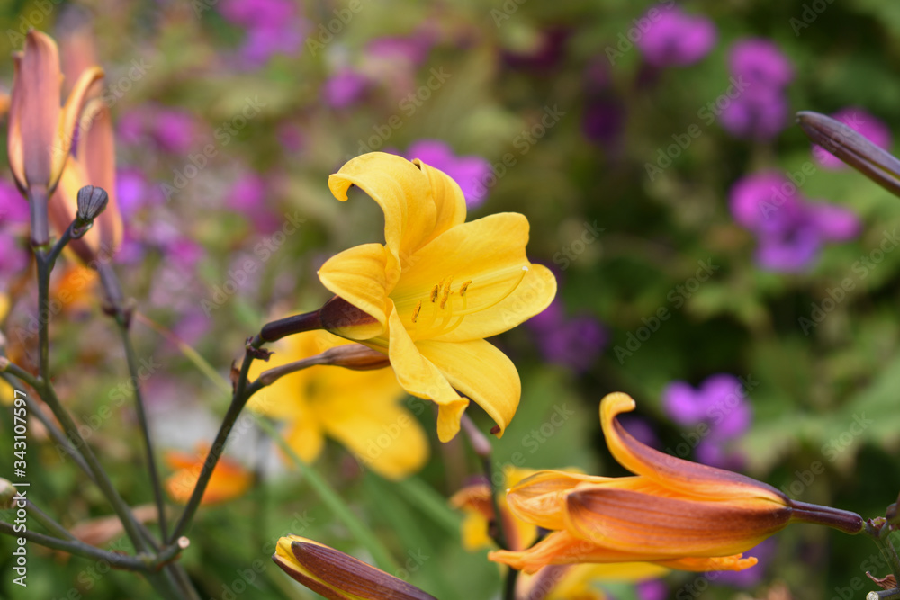 Obraz premium Jardin Irlandais