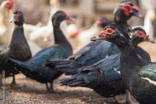 Poultry yard. Ducks in the village. Black ducks close up.