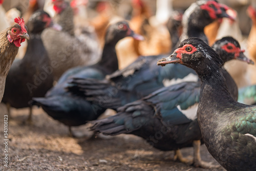 Poultry yard. Ducks in the village. Black ducks close up.