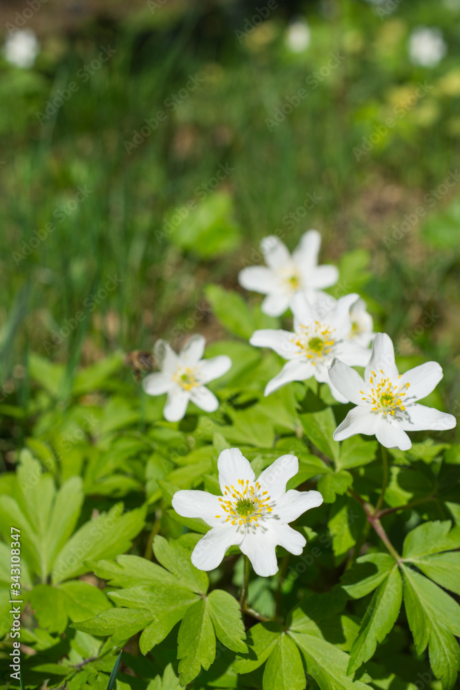 Vertical selective focus shot of a white anemone flower Vertical selective focus shot of a white anemone flower