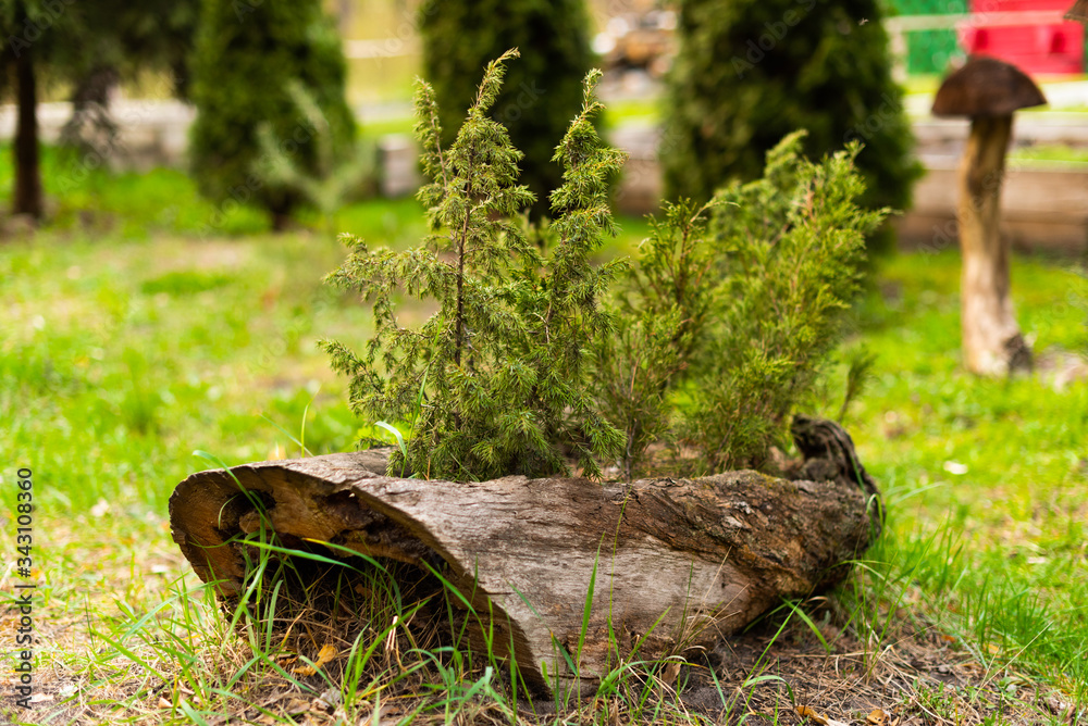 decorative stump pot for small pines