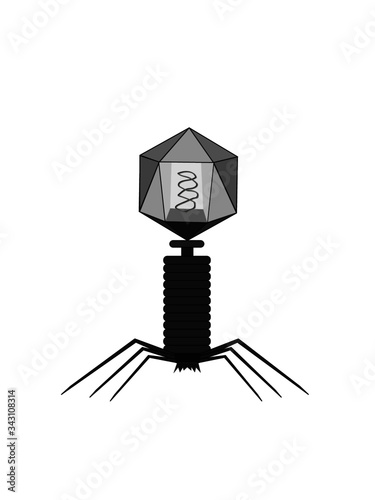 Structure of bacteriophage