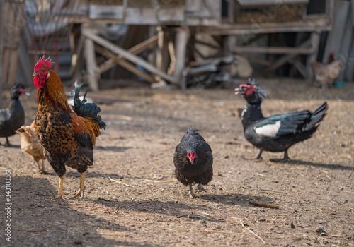 Poultry yard. Ducks in the village. Black ducks close up.
