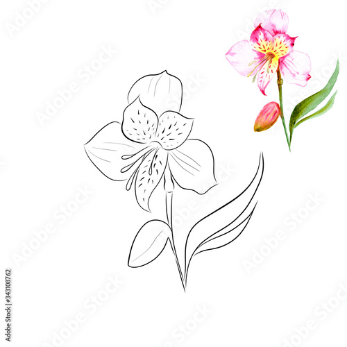 Alstroemeria flower contour, for decorating postcards, invitations, coloring books.