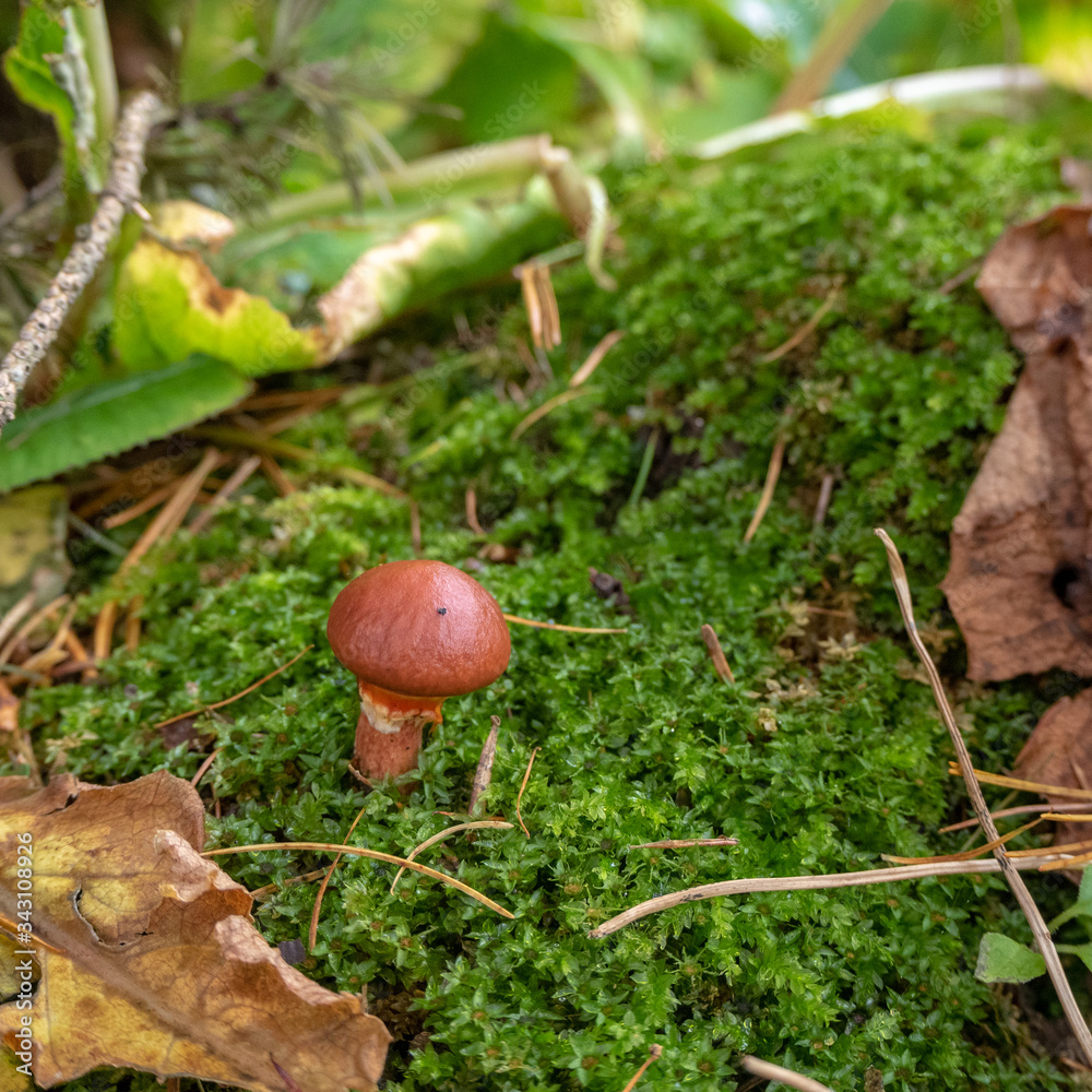 Close up of small cute mushroom with fresh green fern and dry leaves for background with copy space Close up of small cute mushroom with fresh green fern and dry leaves for background with copy space