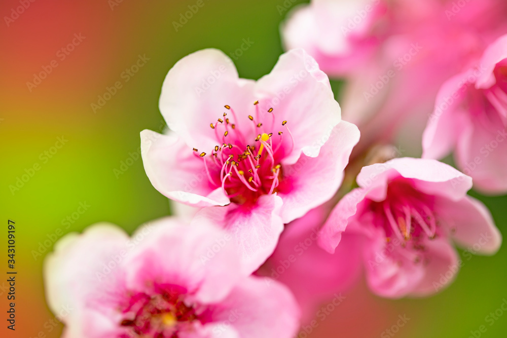 Bright spring background with flowers of fruit trees. Spring