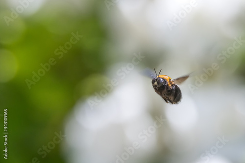 Carpenter bee hovering © kojihirano