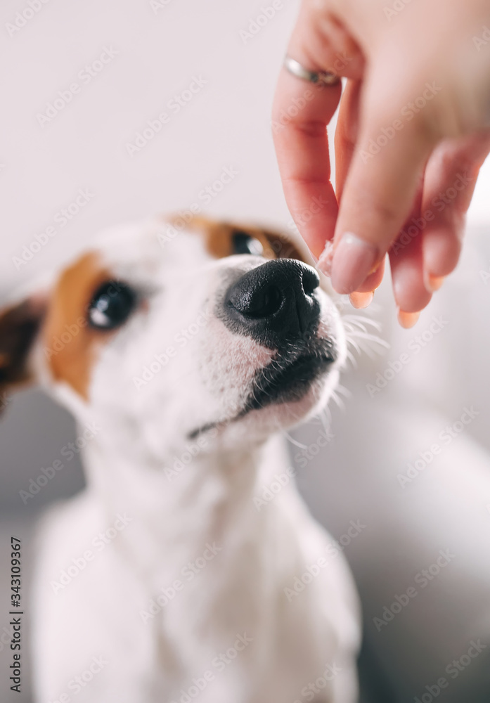 Jack Russell terrier waiting for food expectantly. Closeup