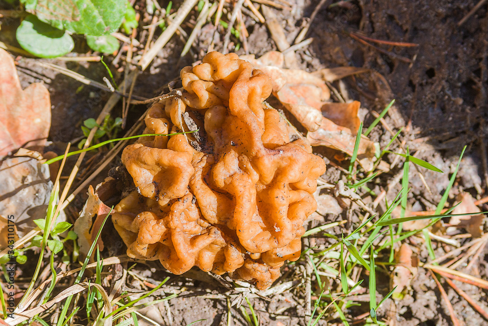 Gyromitra Gigas, snow false Morel, calf's brain. Early spring forest mushroom macro. A large beautiful mushroom in the spring forest. Gyromitra Gigas, snow false Morel, calf's brain. Early spring forest mushroom macro. A large beautiful mushroom in the spring forest.