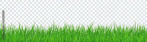 Green Grass Isolated Transparent background. Vector Illustration