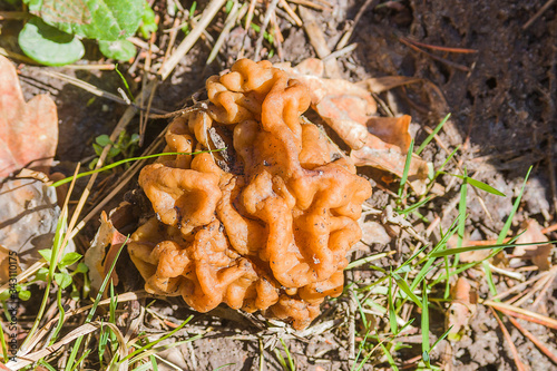 Gyromitra Gigas, snow false Morel, calf's brain. Early spring forest mushroom macro. A large beautiful mushroom in the spring forest.