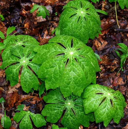 Assorted nature photos from West Chester