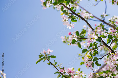  Apple blossom tree. Pink flowers. A bee pollinates a flower on a branch.Spring flowers bloomed in the sun.Flowers against a blue sky. © Cherkasova Alie