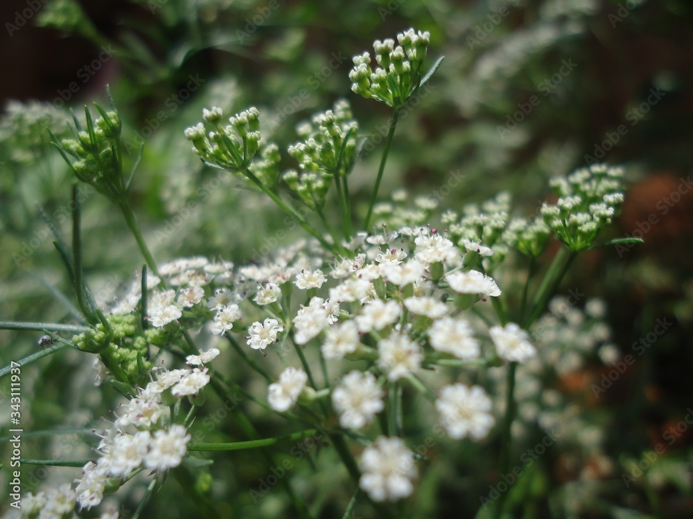 white flowers in the garden white flowers in the garden