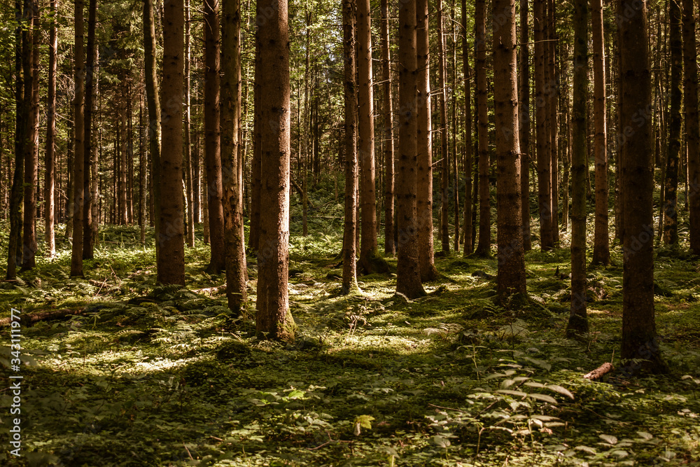 Obraz premium Waldspaziergang bei Sonnenuntergang