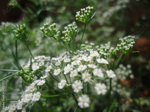 white flowers in the garden