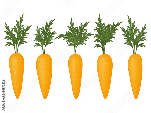 Collection of carrots on a white background. Fresh vegetables. Isolated object on a white background. Cartoon style.