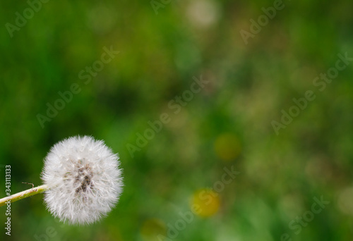 Dandelion on a green background. Mature dandelion with seeds. Fluffy dandelion.