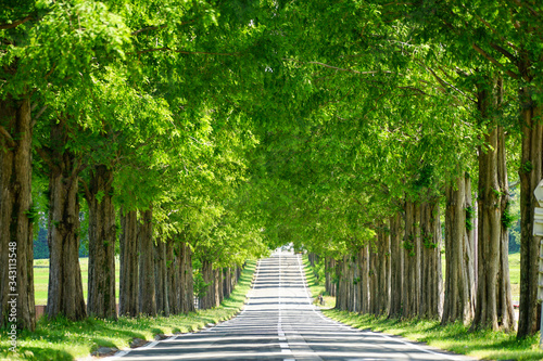 Foto 滋賀県のメタセコイア並木道の新緑