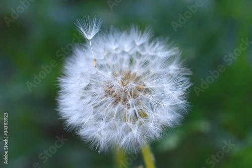 Pusteblume am Kemnader Stausee