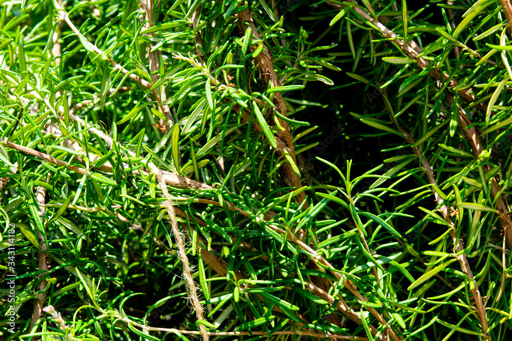 rosemary bush branches in close up rosemary bush branches in close up