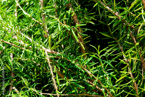 rosemary bush branches in close up © Erich
