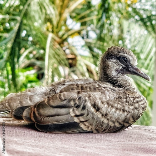 Baby Dove Series: 