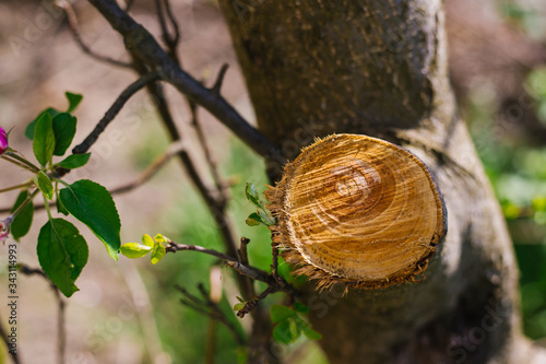 A cut of a young tree. Removal of dry branches. The care of trees.