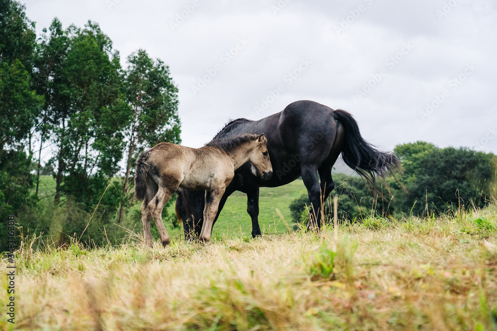 A mare with her young in the wild in a green meadow with trees A mare with her young in the wild in a green meadow with trees
