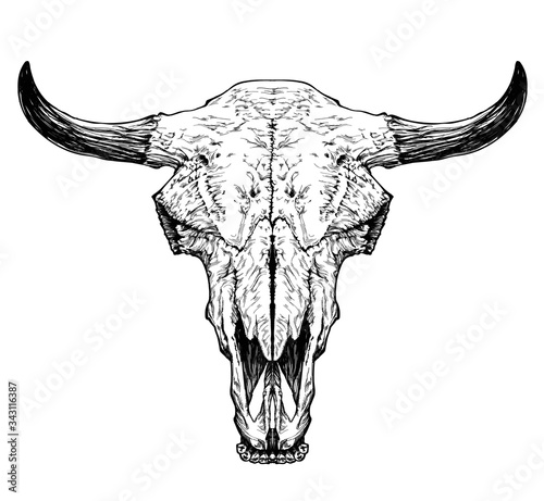 Bull / cow / aurochs skull with horns on white background.