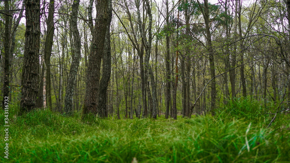 Obraz premium trees in the forest