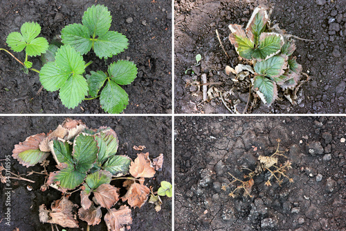 Strawberry illness. Berries disease. Fusarium oxysporum. Crop problem photo