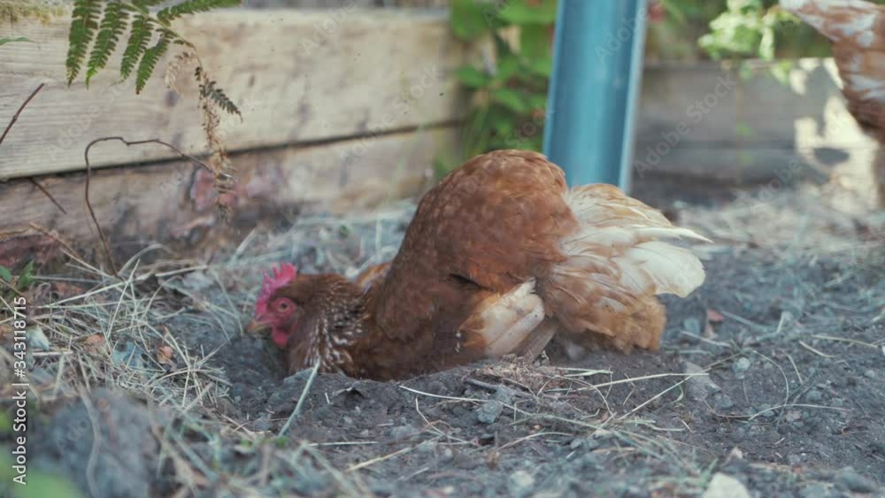 A Hen Chicken throwing up soil having a dust bath on a hot Spring day